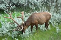 Wapiti-Hirsch bei Jasper