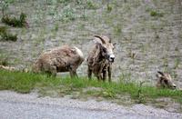 Dickhornschafe bei Jasper