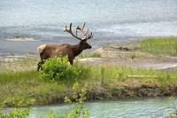 Wapiti-Hirsch bei Jasper