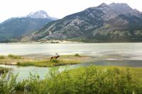 Wapiti-Hirsch bei Jasper