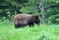Zimtbär im Skigebiet Marmot Basin bei Jasper