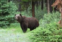 Grizzly-Bär bei Jasper