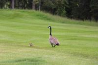 Kanadagans mit Kind an der Jasper Park Lodge