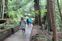 Baumpfad im Capilano Suspension Park bei Vancouver