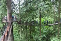 Baumpfad im Capilano Suspension Park bei Vancouver