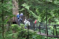 Baumpfad im Capilano Suspension Park bei Vancouver