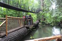 Baumpfad im Capilano Suspension Park bei Vancouver