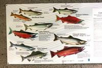 Lachszuchtanlage am Capilano River bei Vancouver