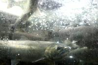 Lachszuchtanlage am Capilano River bei Vancouver