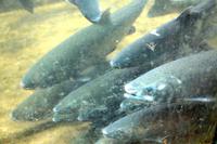 Lachszuchtanlage am Capilano River bei Vancouver