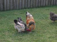 In friedlicher Eintracht