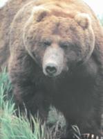 Leider kein echter.....