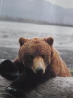 Leider kein echter....