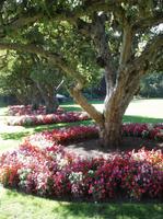 Blumenpracht in Butchart Gardens