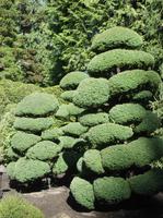 Im japanischen Garten