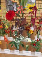 Eine wahre Blütenpracht