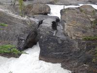 Kicking Horse Fluss mit der Natural Bridge 