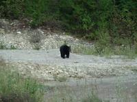 Blackbear neben der Straße