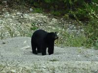 Blackbear neben der Straße