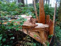 Regenwald am Combers Beach