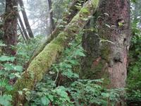 Regenwald am Combers Beach