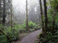 Regenwald am Combers Beach