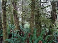 Regenwald am Combers Beach