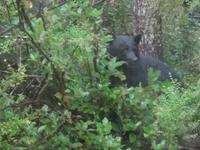 Und wieder sitzt ein Schwarzbär im Gebüsch am Straßenrand