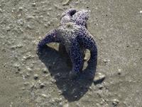 Am Wickanninish Beach