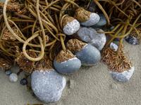 Am Wickanninish Beach