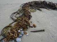 Am Wickanninish Beach