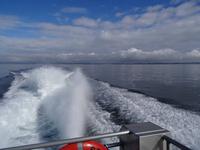 Auf Walbeobachtungstour