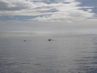 Auf Walbeobachtungstour - Buckelwale