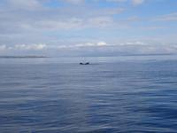 Auf Walbeobachtungstour - Buckelwal