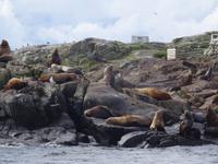 Sea Lions