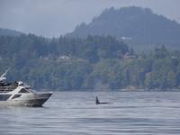 Auf Walbeobachtungstour