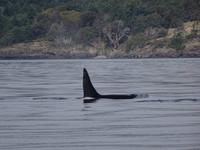Auf Walbeobachtungstour - Orcas