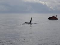 Auf Walbeobachtungstour - Orcas