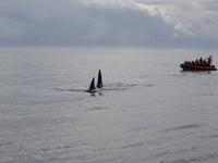 Auf Walbeobachtungstour - Orcas