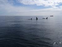 Auf Walbeobachtungstour - Orcas