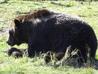 Grizzlybär auf dem Grouse Mountain