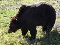 Grizzlybär auf dem Grouse Mountain