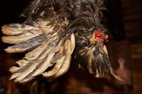 Sainte-Marie Among The Hurons