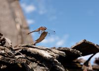 Sainte-Marie Among The Hurons