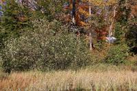 Kanutour im Algonquin Park