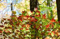 Kanutour im Algonquin Park