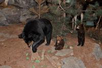 Algonquin Besucherzentrum