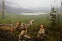 Algonquin Besucherzentrum