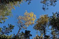 Im Holzfällermuseum