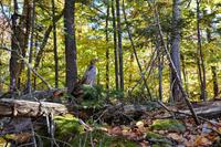 Chipmunks am St. Anne Canyon